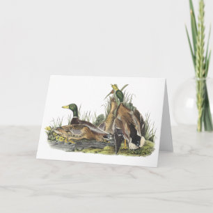 Mallard, John Audubon Card