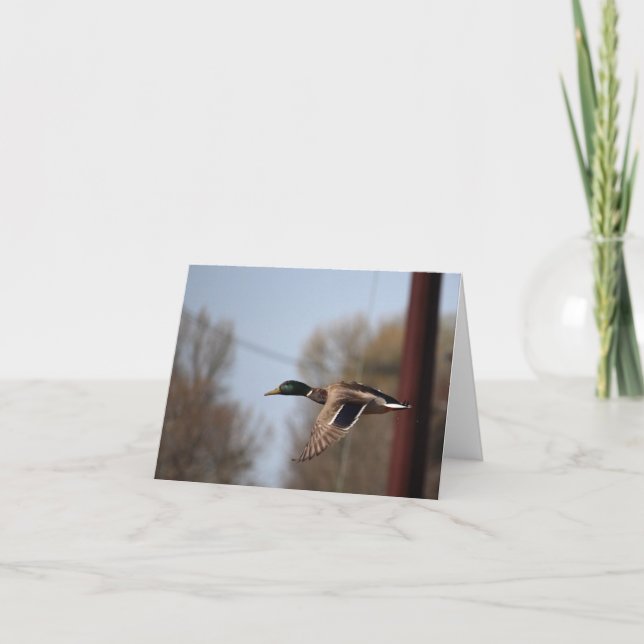 Mallard Note Card (Front)