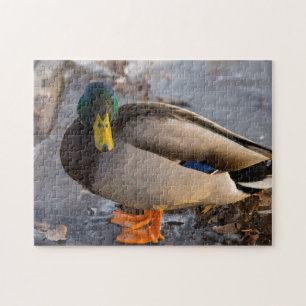 Mallard On Ice Jigsaw Puzzle