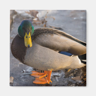 Mallard On Ice Magnet
