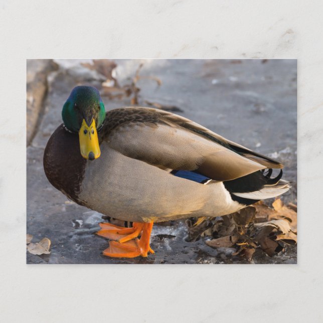 Mallard On Ice Postcard (Front)