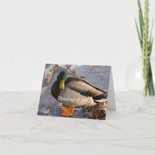 Mallard On Ice Thinking Of You Card