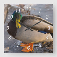 Mallard On Ice Wall Clock