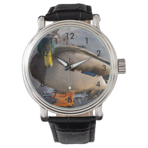 Mallard On Ice Watch