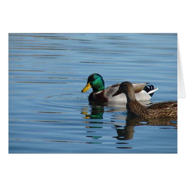 Mallard Pair (Front Horizontal)