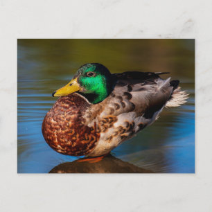 Mallard Portrait Postcard