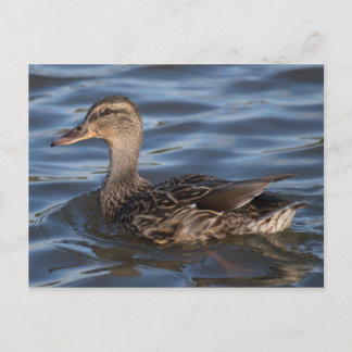 Mallard Postcard