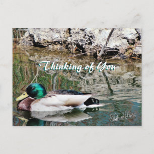 Mallard Reflections Postcard-customise Postcard