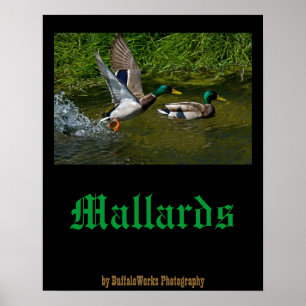 Mallard Take-off Poster