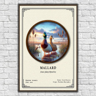 Mallard Zoology Series Poster