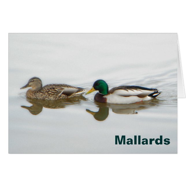 Mallards (Front Horizontal)