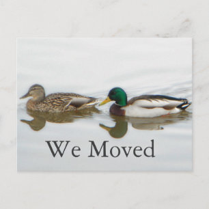 Mallards Announcement Postcard