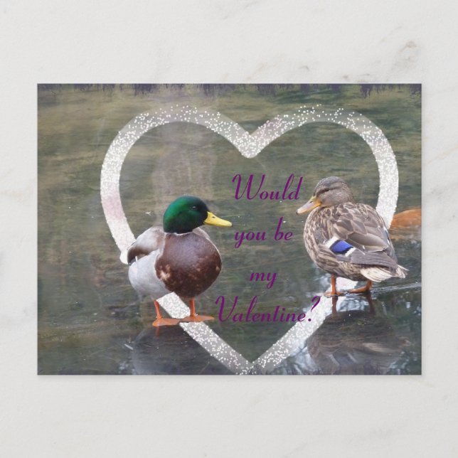 Mallards courtship holiday postcard (Front)