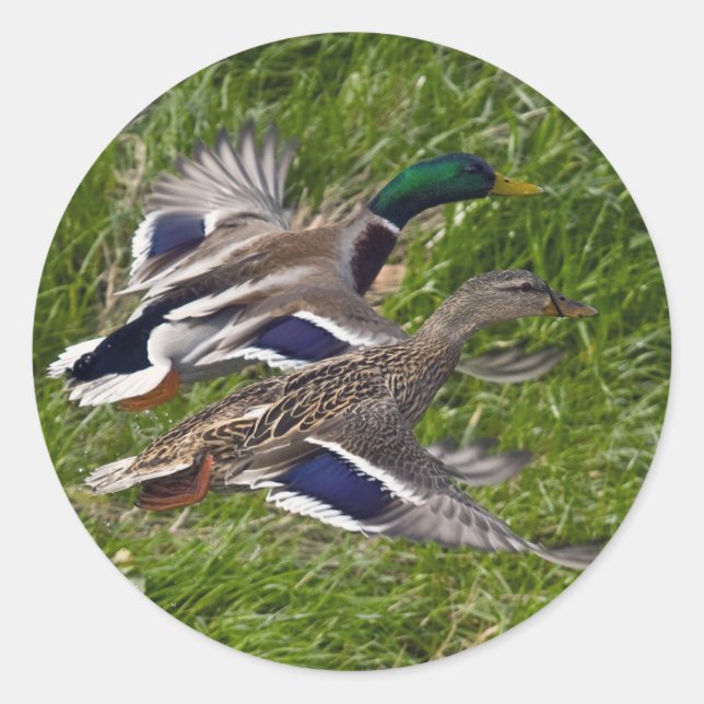 Mallards Flying Classic Round Sticker (Front)