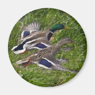 Mallards Flying Magnet