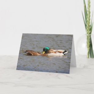 Mallards Greeting Card