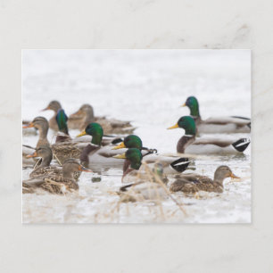 Mallards in wetland in winter postcard