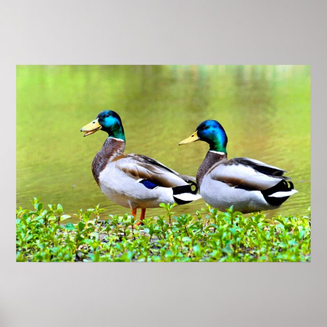 Mallards on the bank of pond poster (Front)