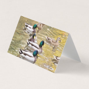 Mallards on the pond