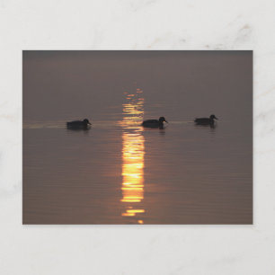 Mallards Post card