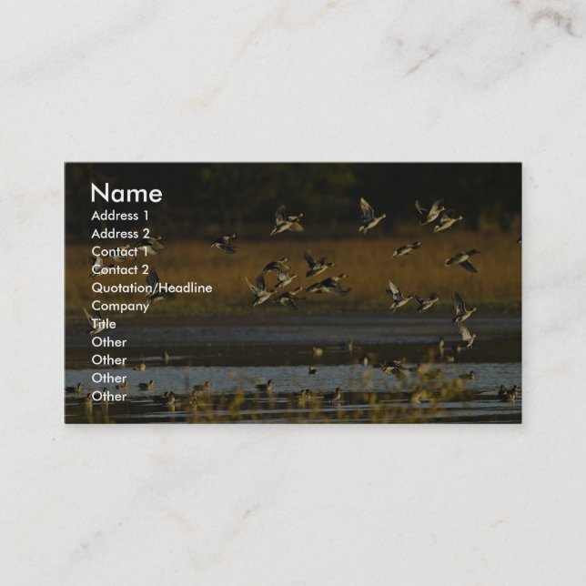 Mallards rising from water business card (Front)