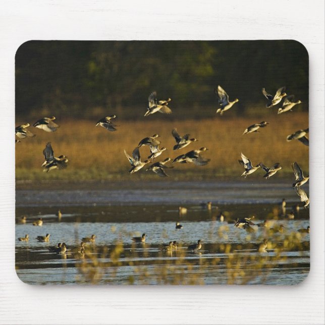 Mallards rising from water mouse mat (Front)