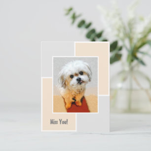 Malshi Dog Miss You Postcard