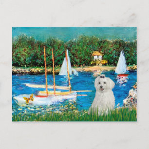 MALTESE 10 - Sailboats Postcard