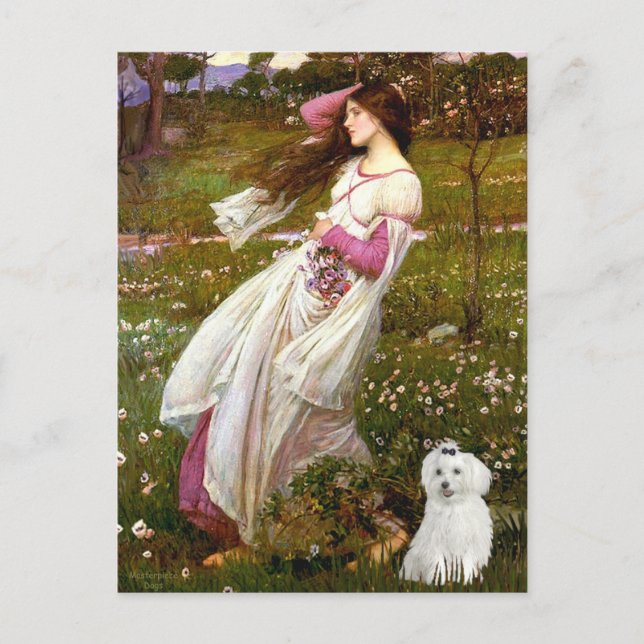 MALTESE 10 - Windflowers Postcard (Front)