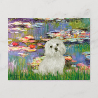 Maltese 11 - Lilies 2 Postcard