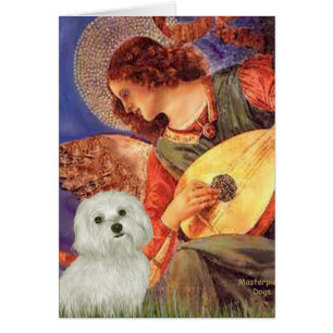 Maltese 11 - Mandolin Angel