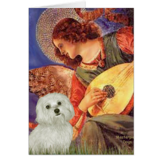 Maltese 11 - Mandolin Angel
