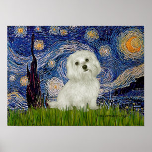Maltese 11 - Starry Night Poster