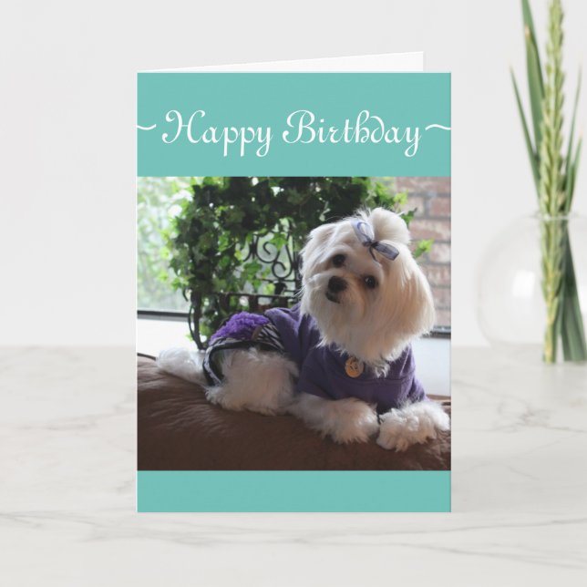 Maltese 2 card (Front)