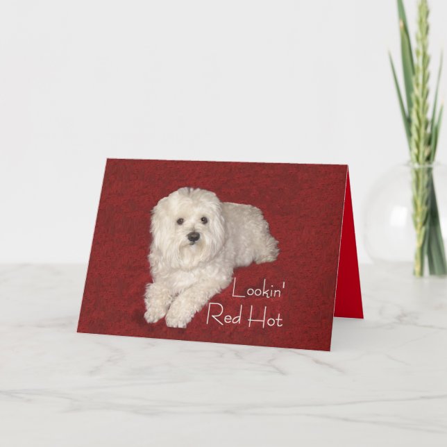 Maltese 60th Birthday Greeting Card on Red/White (Front)