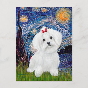Maltese 8 pup - Starry Night Postcard