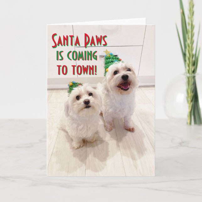 Maltese and Bichon Christmas Card Goodboys Santa (Front)