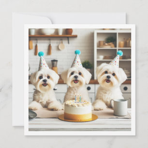 Maltese birthday celebration, Maltese dog Invitation