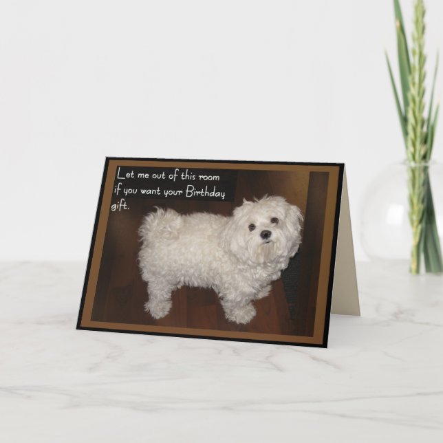 Maltese Birthday Humour Card (Front)