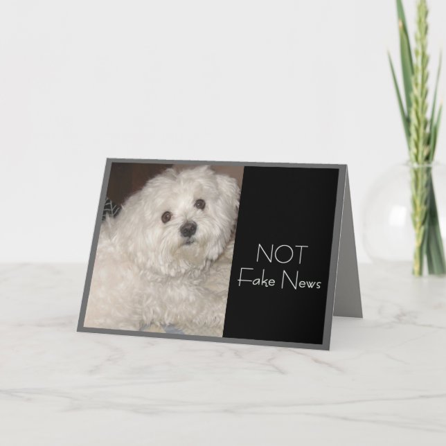 Maltese Birthday Humour for Anyone Card (Front)