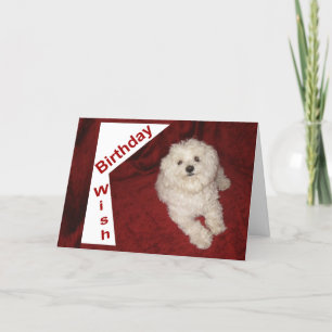 Maltese Birthday Wish Greeting Card for Anyone