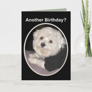 Maltese Birthday Wishes for all Pet Lovers Card