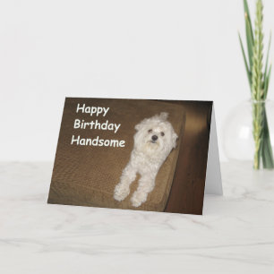 Maltese Birthday Wishes for Him Greeting Card