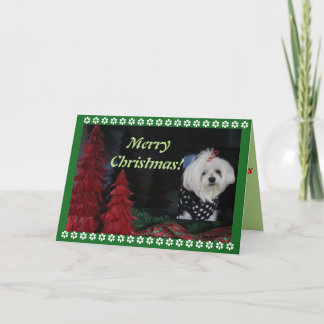 Maltese Christmas Holiday Card