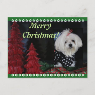 Maltese Christmas Holiday Postcard