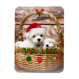 Maltese Christmas Puppies, so cute and cuddly Magnet