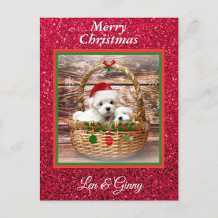 Maltese Christmas Puppies Template  Postcard