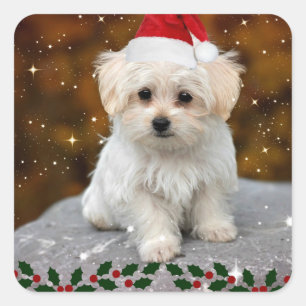 Maltese Christmas Puppy Square Sticker