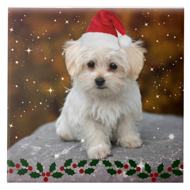 Maltese Christmas Puppy Tile (Front)