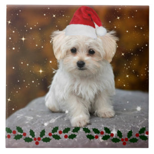 Maltese Christmas Puppy Tile
